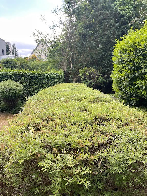 Gartenpflege – Heckenschnitt & Wege – vorher